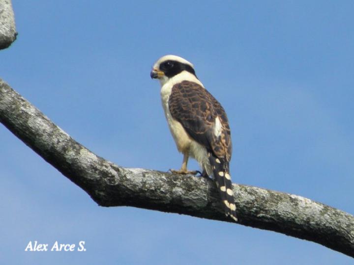 Herpetotheres cachinnans (Guaco)
