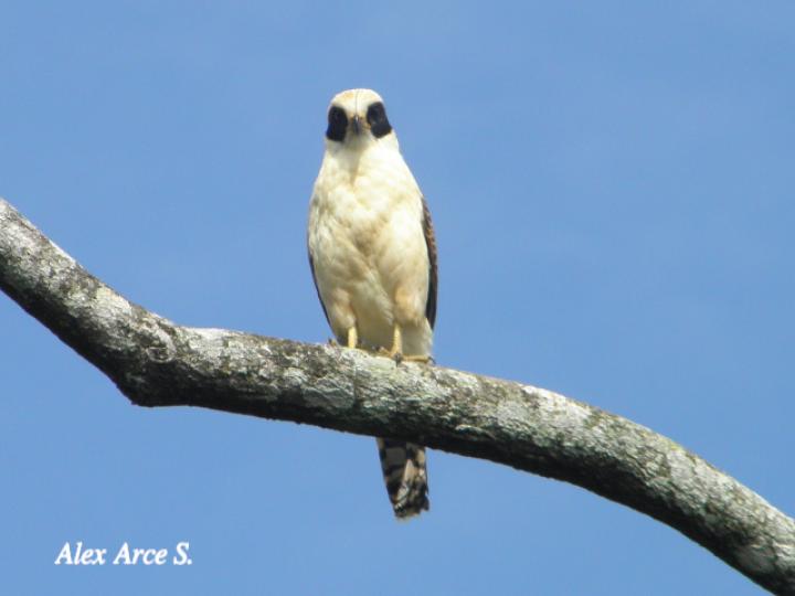 Herpetotheres cachinnans (Guaco)