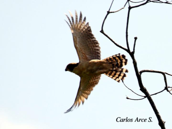 Herpetotheres cachinnans (Guaco)