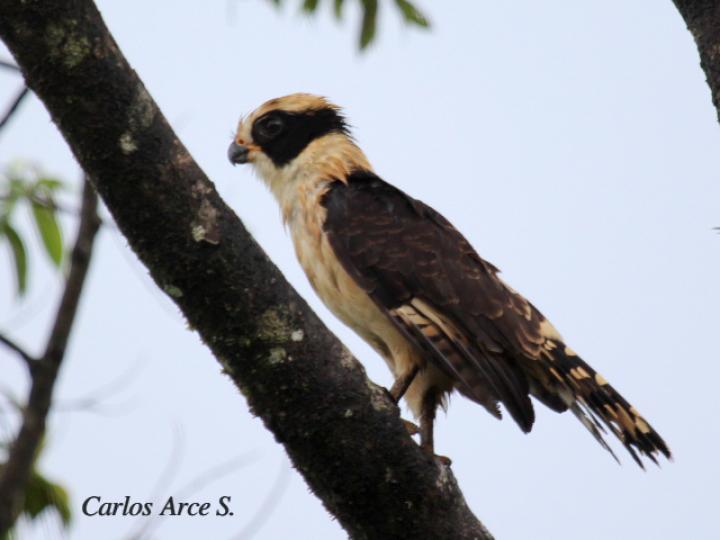 Herpetotheres cachinnans (Guaco)