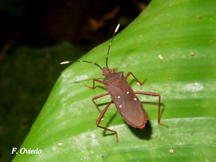 Leptoscelis quadrisignatus