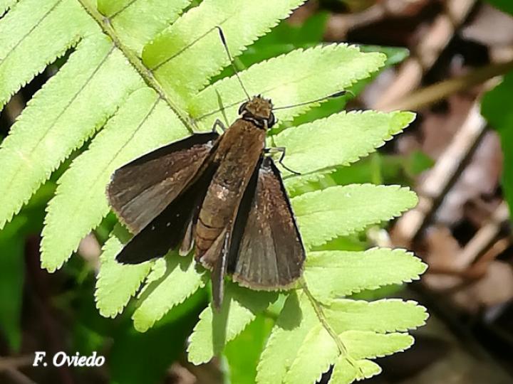 Lerema liris (Saltarina liris)