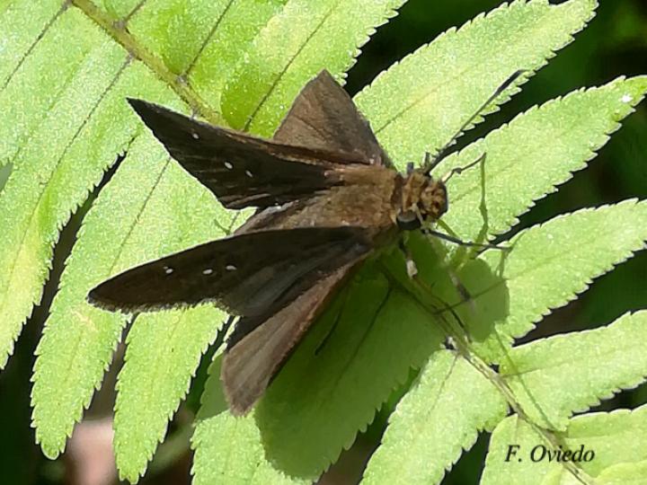 Lerema liris (Saltarina liris)