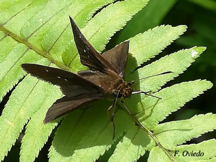 Lerema liris (Saltarina liris)