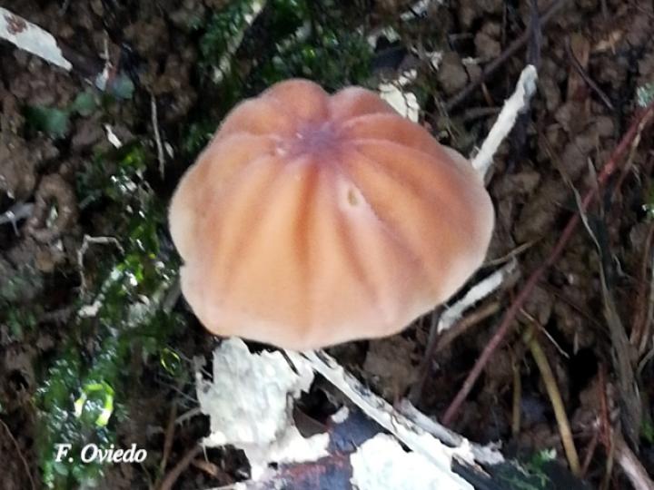Marasmius berteroi