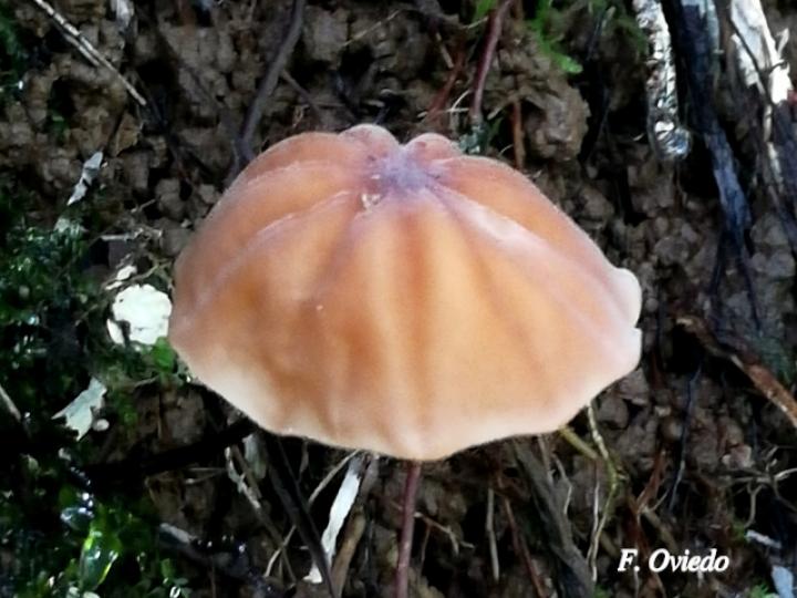 Marasmius berteroi