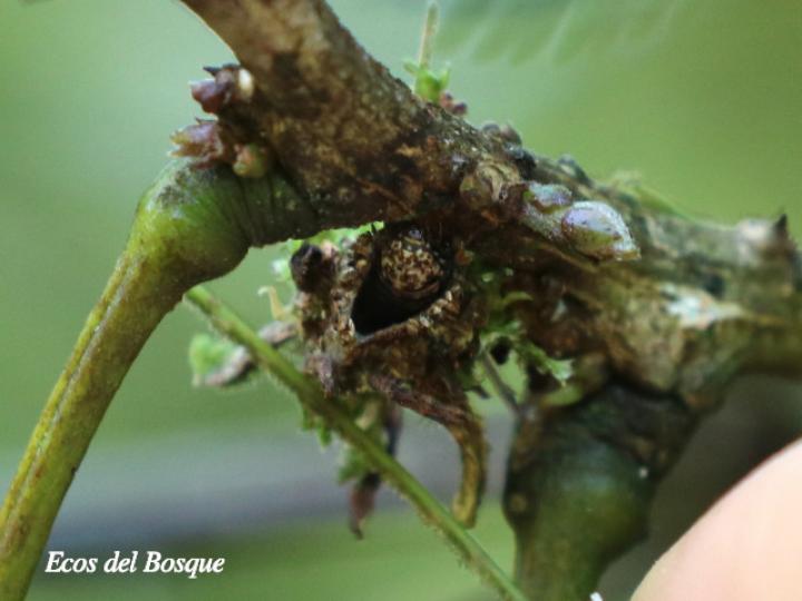 Oiketicus kirbyi (Bicho canasto, larva)