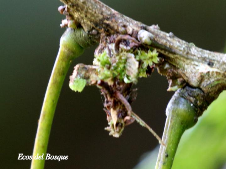 Oiketicus kirbyi (Bicho canasto, larva)