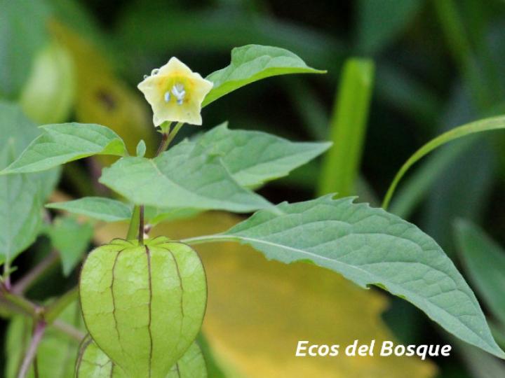 Physalis angulata (Bombillo)