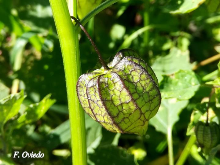Physalis angulata (Bombillo)