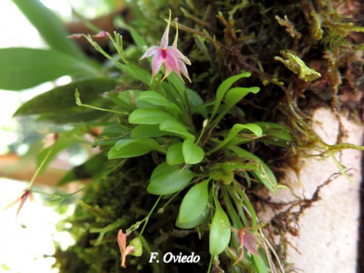 Platystele oxyglossa