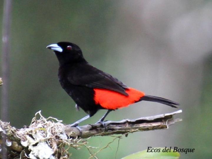 Ramphocelus passerinii (Sargento)