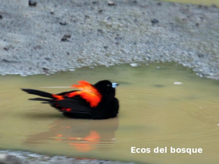 Ramphocelus passerinii (Sargento)