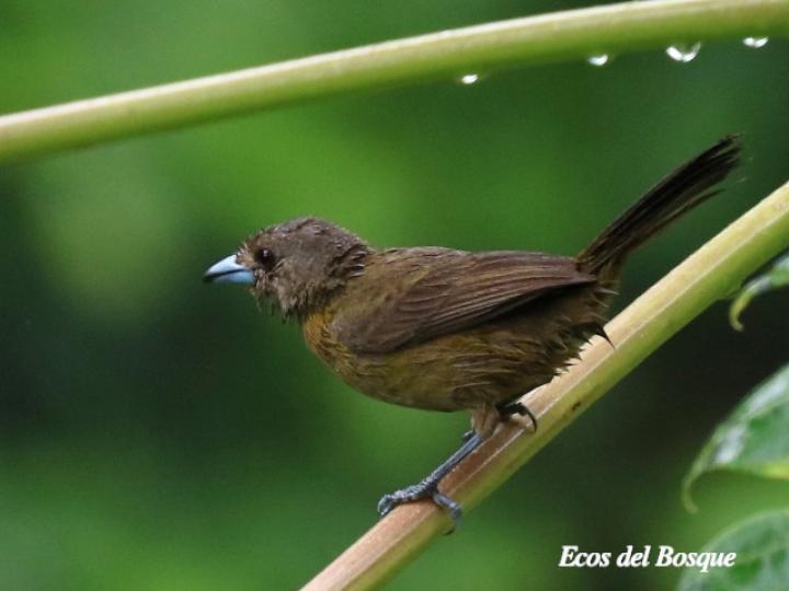 Ramphocelus passerinii (Sargento)