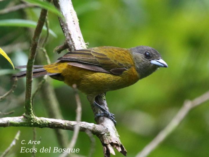 Ramphocelus passerinii (Sargento)