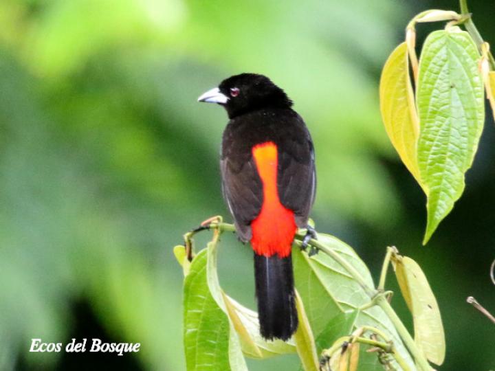 Ramphocelus passerinii (Sargento)