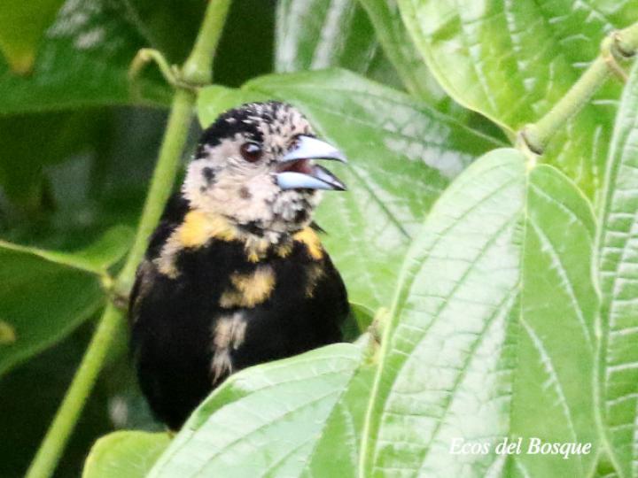 Ramphocelus passerinii (Sargento)