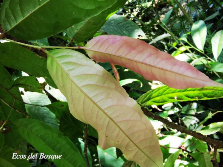 Sacoglottis trichogyna (Titor)