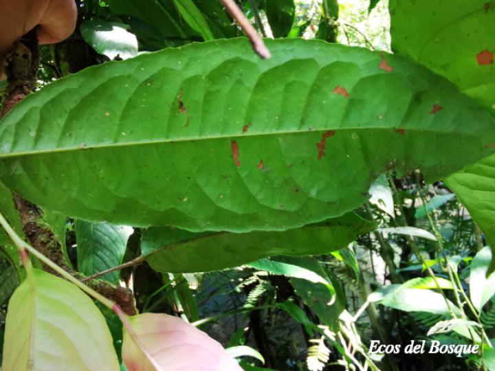 Sacoglottis trichogyna (Titor)