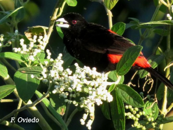 Ramphocelus passerinii  en Clibadium surinamense