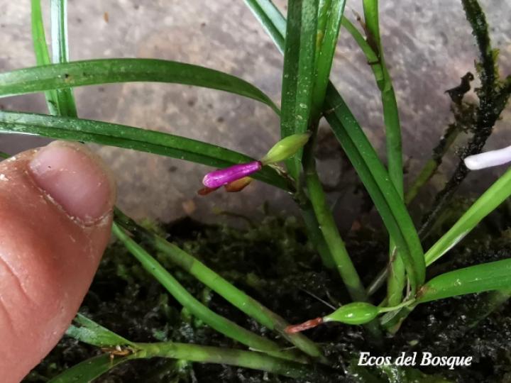 Scaphyglottis longicaulis