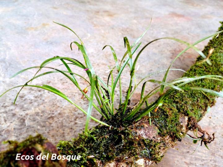Scaphyglottis longicaulis