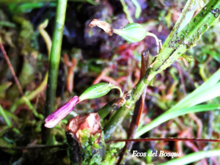 Scaphyglottis longicaulis