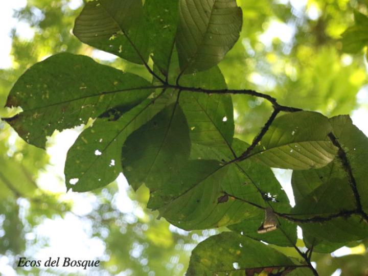 Sommera donnell-smithii