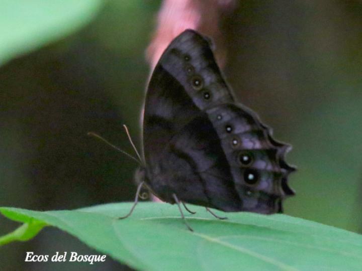 Taygetis thamyra (Mariposa sátira común)