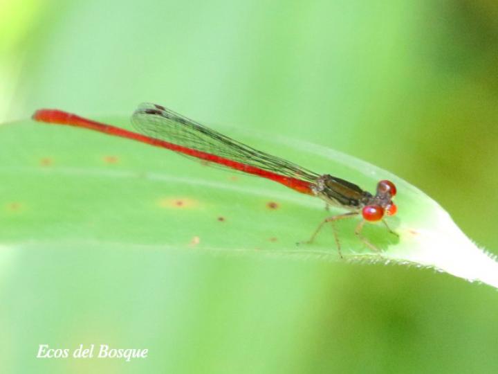 Telebasis digiticollis (Caballito cola de sangre)