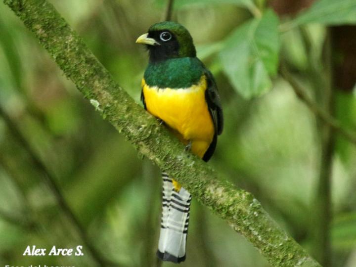 Trogon rufus (Trogón cabeciverde)