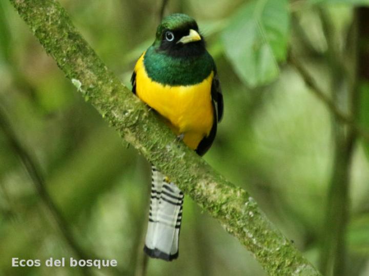 Trogon rufus (Trogón cabeciverde)