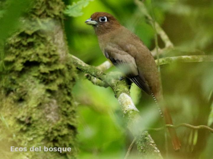 Trogon rufus (Trogón cabeciverde)