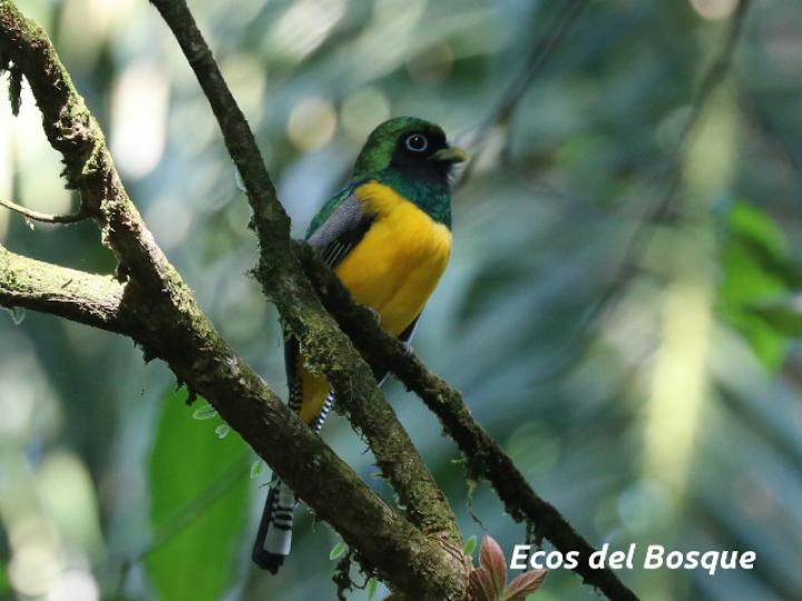 Trogon rufus (Trogón cabeciverde)