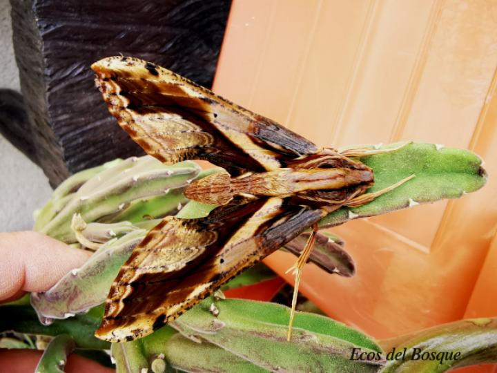 Xylophanes ceratomioides