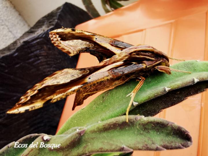 Xylophanes ceratomioides