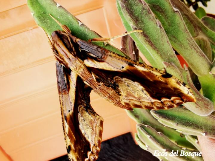 Xylophanes ceratomioides