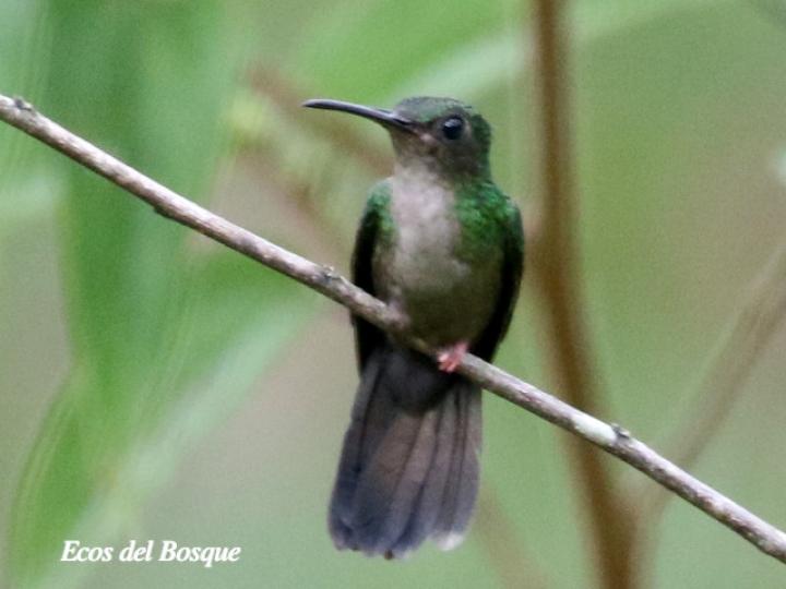 Chalybura urochrysia (Colibrí patirrojo)