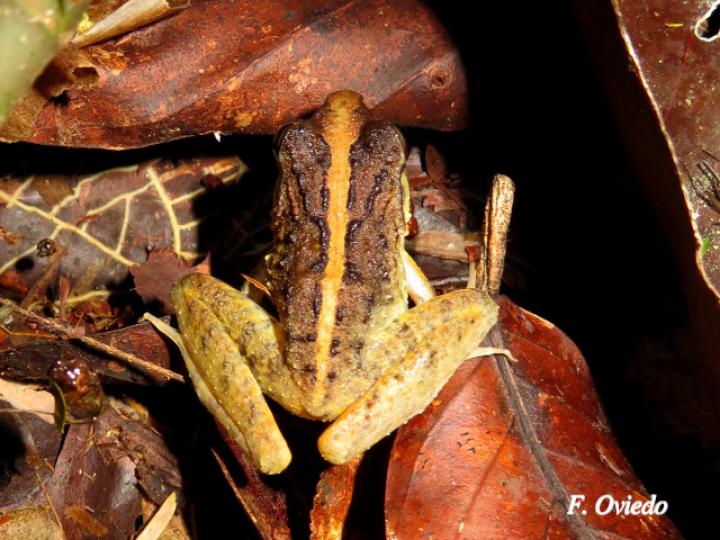 Craugastor fitzingeri (Rana de lluvia común)