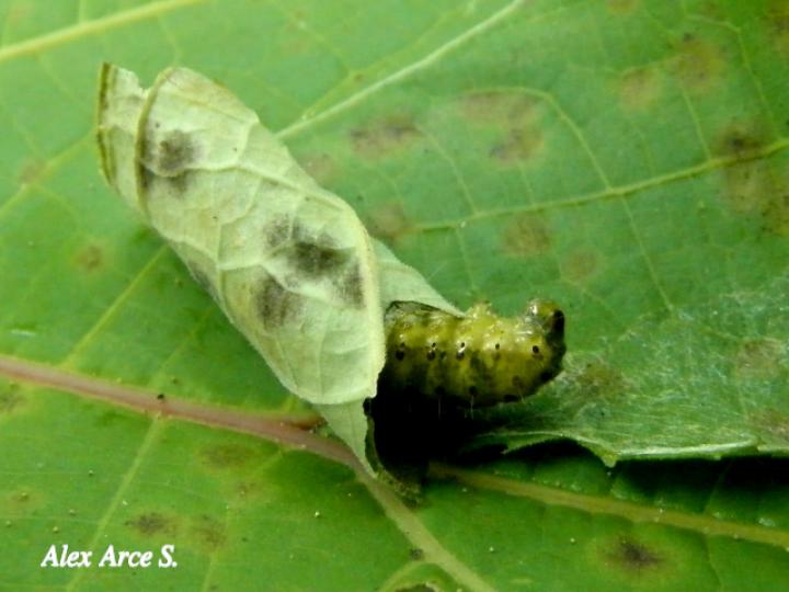 Dysodia sp (Janzen03)