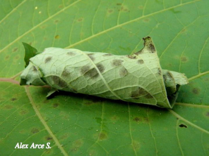 Dysodia sp (Janzen03)