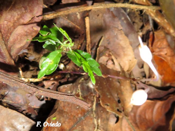 Gymnosiphon suaveolens