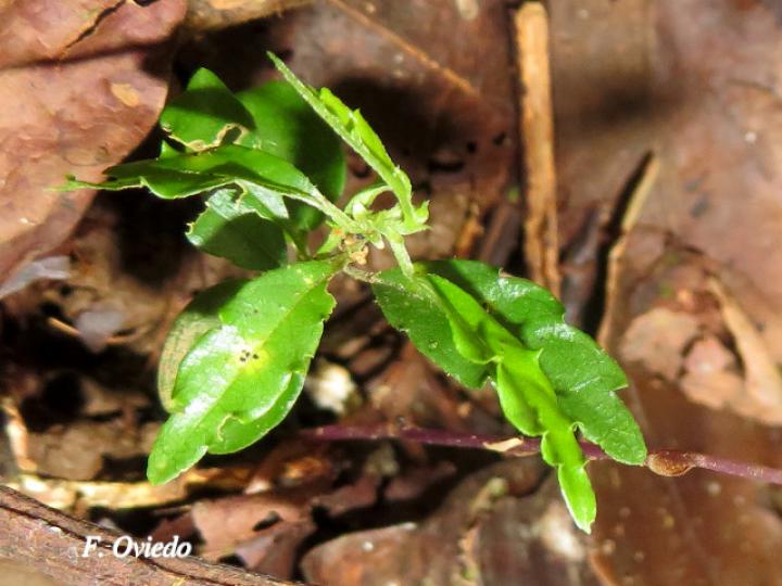 Gymnosiphon suaveolens
