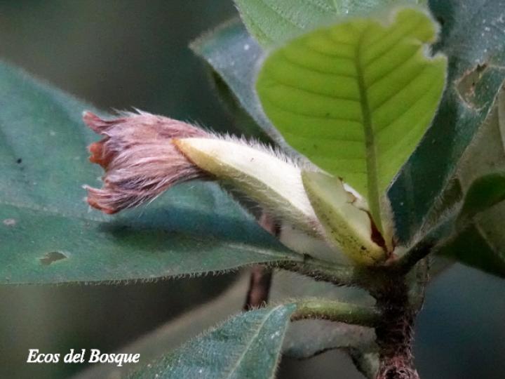 Hippotis panamensis
