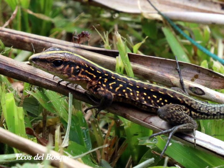Holcosus festivus (Ameiva centroamericana)