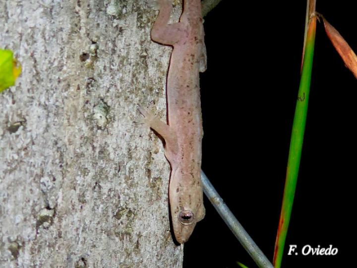 Lepidodactylus lugubris (Geco enlutado)