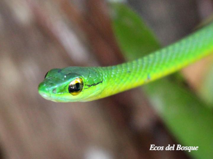Leptophis depressirostris (Bejuquilla, Lora falsa de ojos dorados)