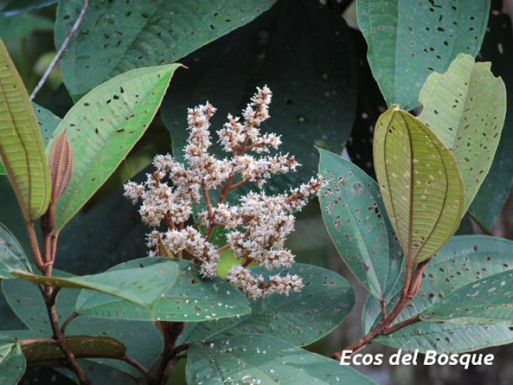 Miconia elata