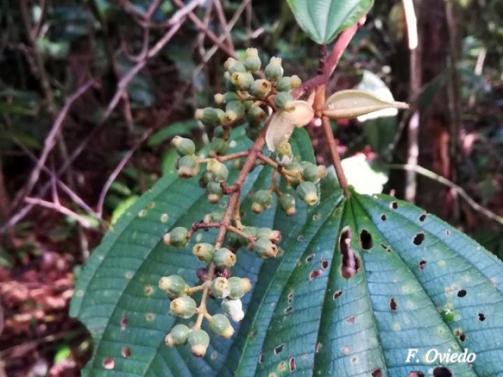 Miconia elata