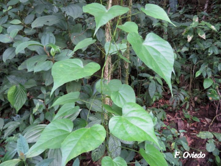 Odontocarya truncata